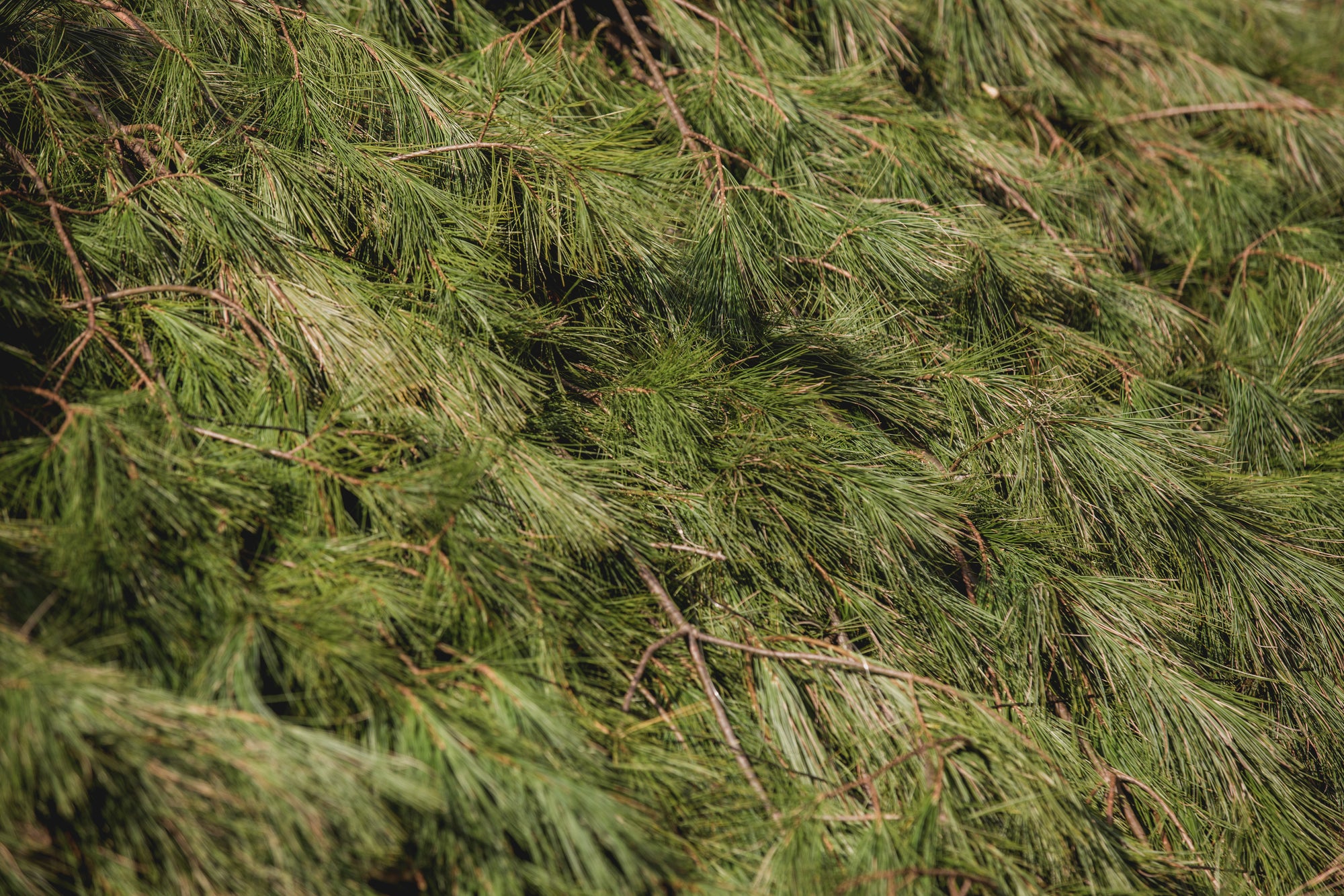 O My!® Bath and Body