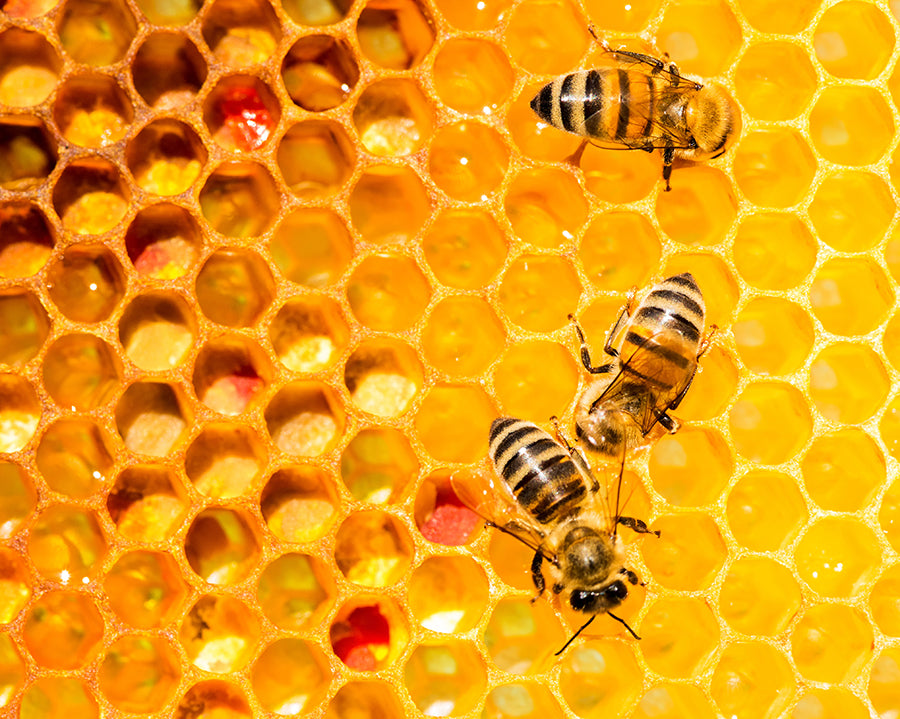 O My! Bath and Body - Three bees on a honeycomb with yellow cells and red spots.