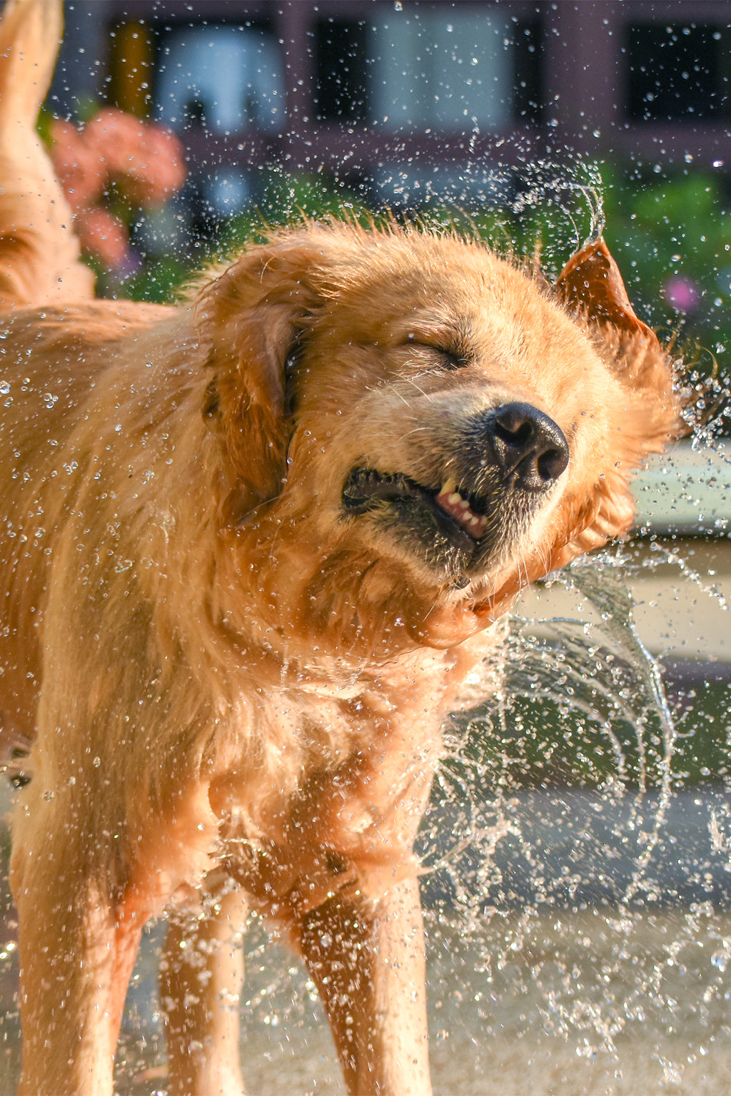 Dog shaking off water and splashing around after bathing with O My! Bath and Body Dog Shampoo bar.
