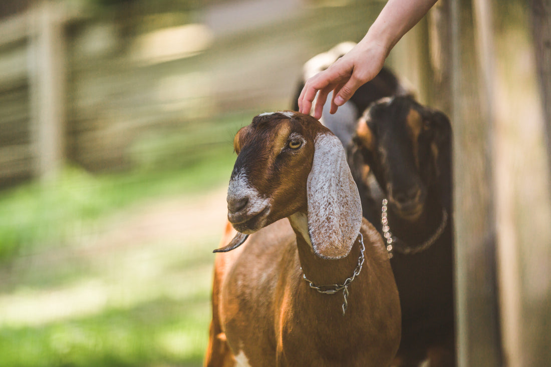 A person petting a nubian goat with goats behind her.  It is an outdoor setting.